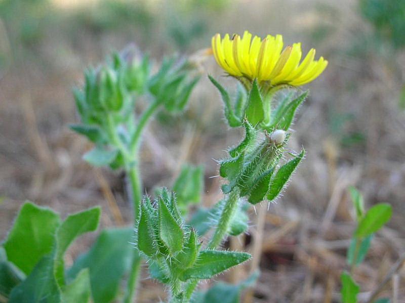 Helminthotheca echioides / Aspraggine volgare